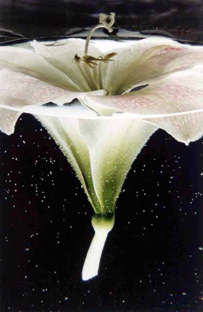 Amaryllis