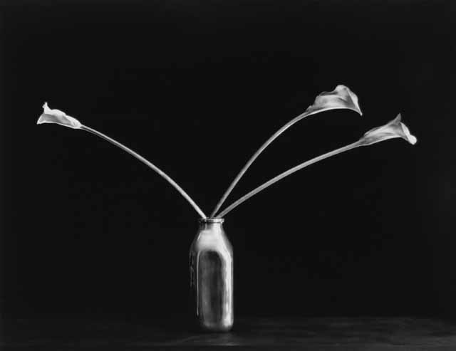 Callas in Milk Bottle