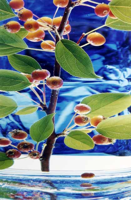 Crabapple