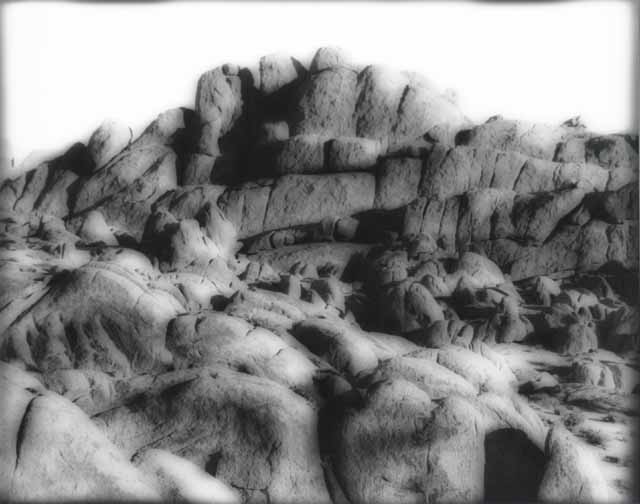 Dinosaur Bones