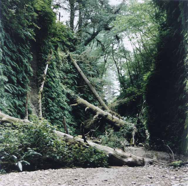 Fern Canyon