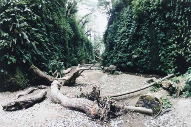 Fern Canyon II