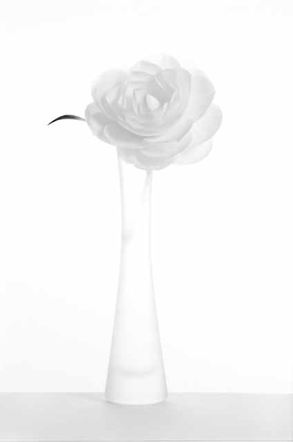 Ghost Camellia