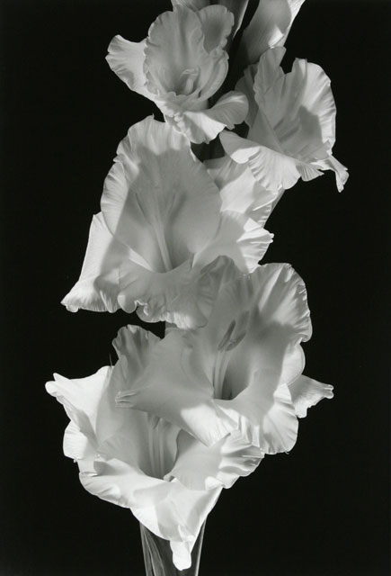 Gladiola