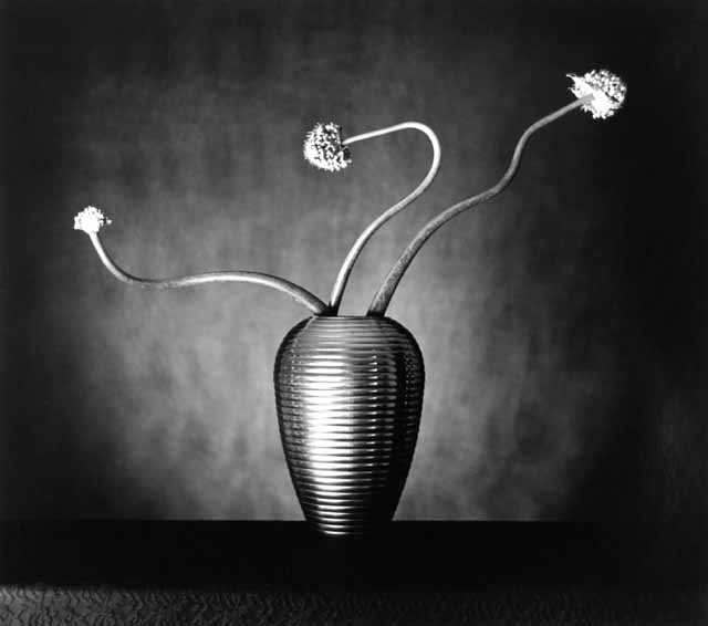 Onion Flowers