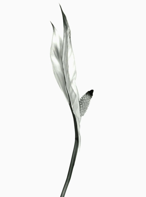 Peace Lily