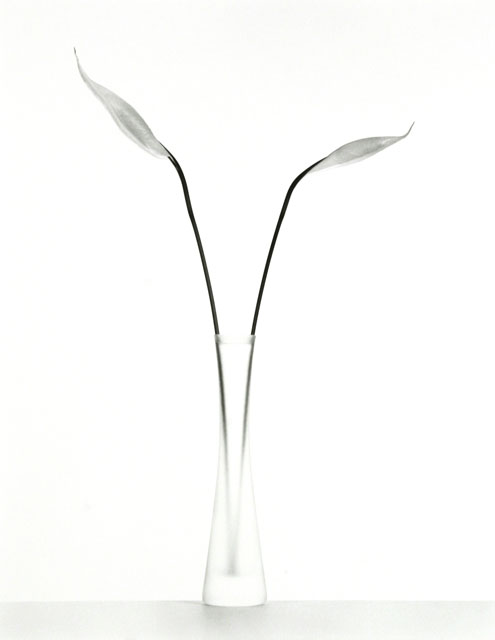 Peace Lily Buds