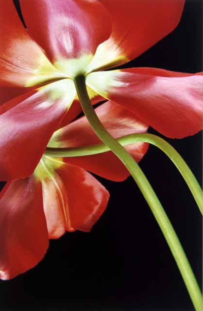 Red Tulips