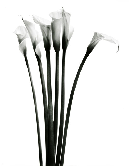 Six Calla Lilies