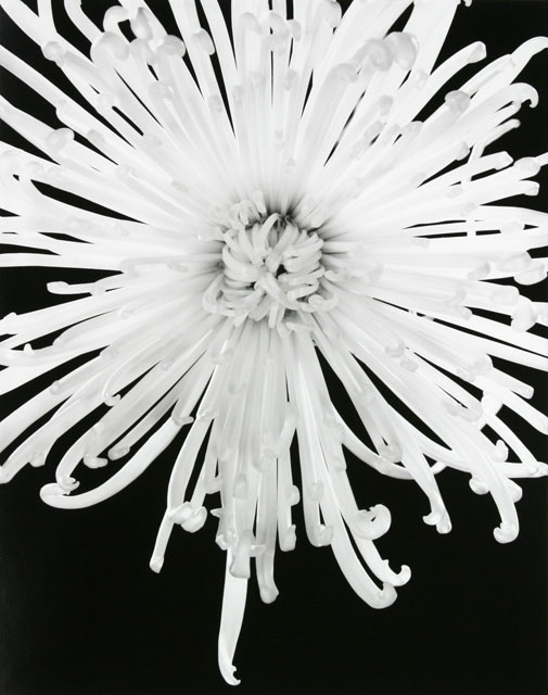 Spider Mum