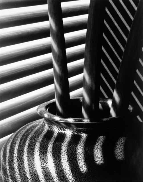 Three Calla Stalks