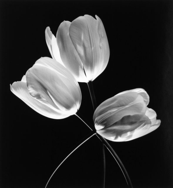 Three Sisters