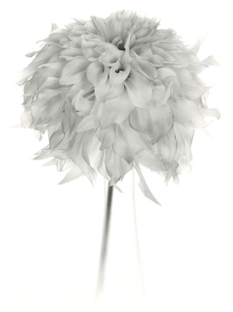 White Dahlia
