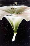 Amaryllis