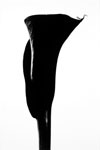 Black Calla