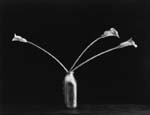 Callas in Milk Bottle