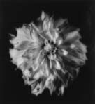 Dahlia