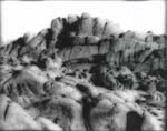 Dinosaur Bones