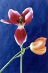 Embracing Tulips