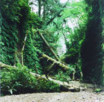 Fern Canyon