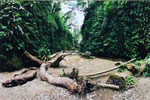 Fern Canyon