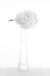 Ghost Camellia
