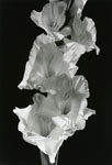 Gladiola