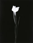 Iris 1