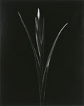 Iris 2