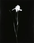 Iris 3