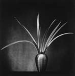 Iris Leaves