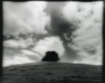 Lone Oak