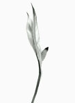 Peace Lily