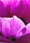 Ranunculus