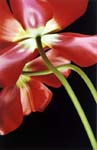 Red  Tulips