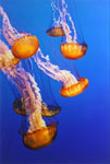 Sea Nettles