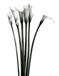 Six Calla Lilies