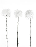 Three Mums