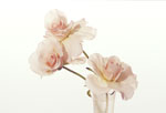 Three White Roses in White Vase