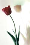 Tulip & Reflection