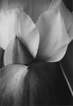 Tulip Leaves
