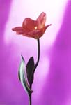 Tulip on Magenta
