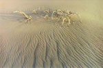 Twigs in Dune