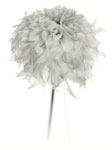 White Dahlia