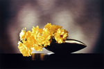 Yellow Roses